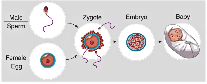 Reproduction In Human Beings - How do Organisms Reproduce, Class 10, Science | EduRev Notes