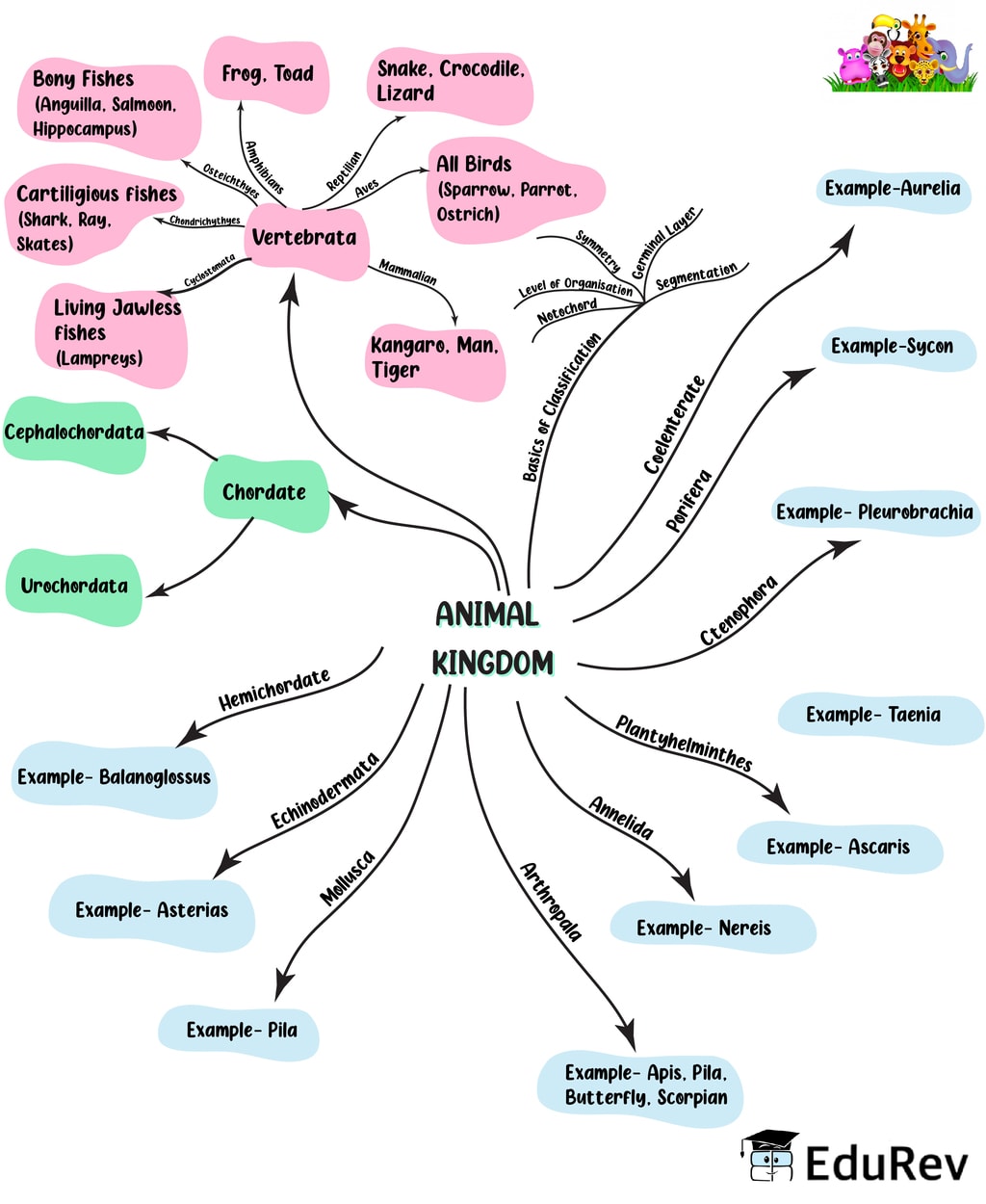 Mind Map Digestion Absorption Notes Edurev Biology Class 11 Learn Vrogue 0265