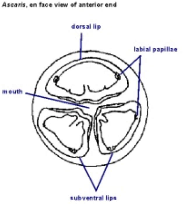 Ascaris háromrétegű test