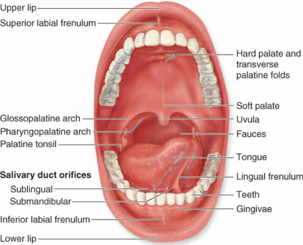 Mouth Buccal Cavity And Tongue Neet Notes Edurev