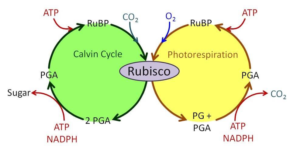 NCERT Solutions - Photosynthesis in Higher Plants NEET ...