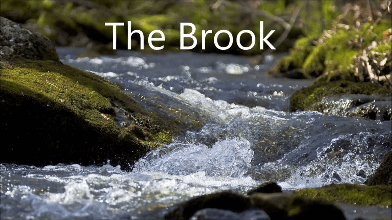 presentation on the brook