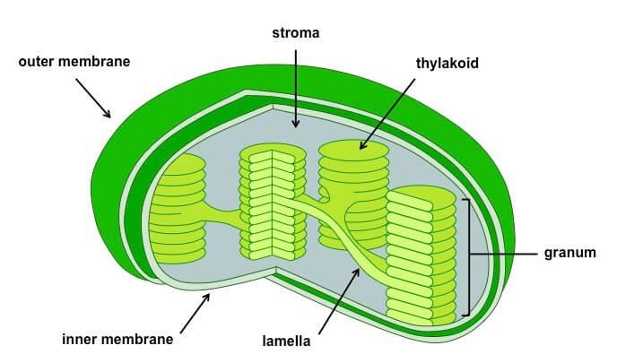 Chloroplast and Pigments NEET Notes | EduRev