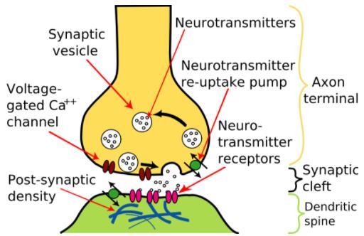 NCERT Summary: Summary of Biology- 2 UPSC Notes | EduRev