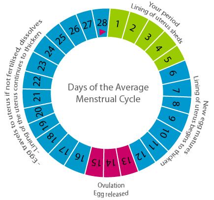 Menstruation NEET Notes | EduRev