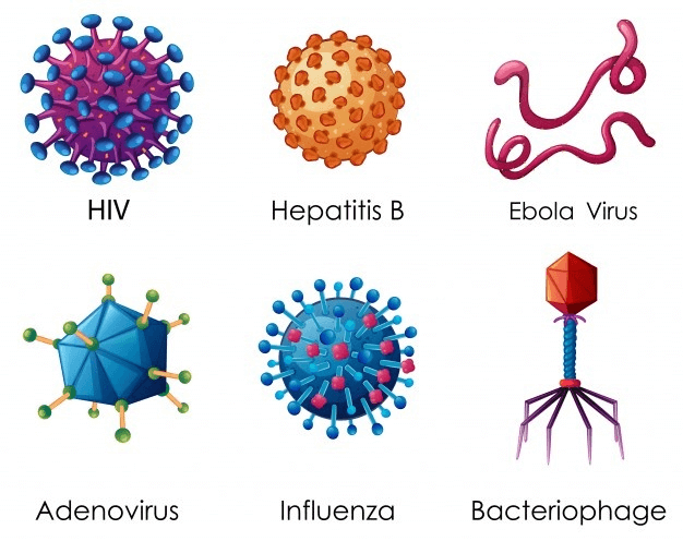 Short Notes- Microorganisms: Friend and Foe Class 8 Notes | EduRev