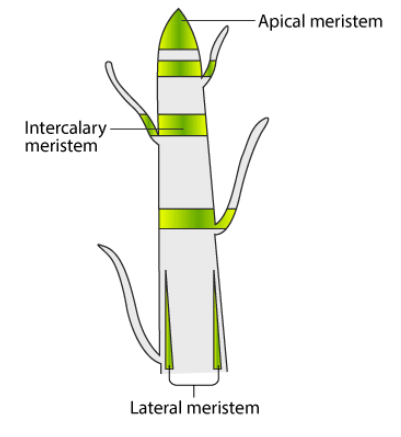 Plant Tissues - Tissues; Class 9 | EduRev Notes