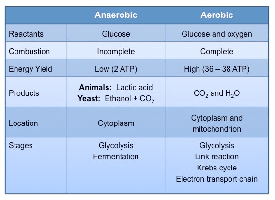 Aerobic and Anaerobic Respiration Class 10 Notes | EduRev