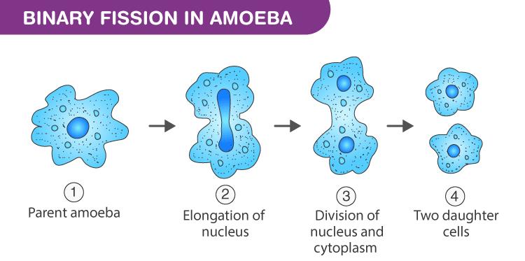 NCERT Summary: Summary of Biology- 5 UPSC Notes | EduRev