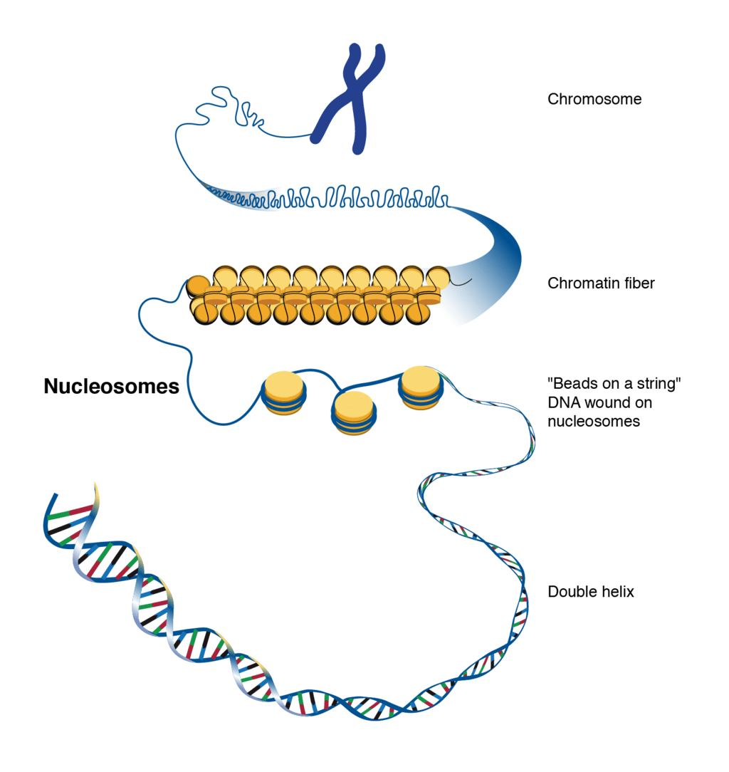 Doc: Double Helix Structure of DNA NEET Notes | EduRev