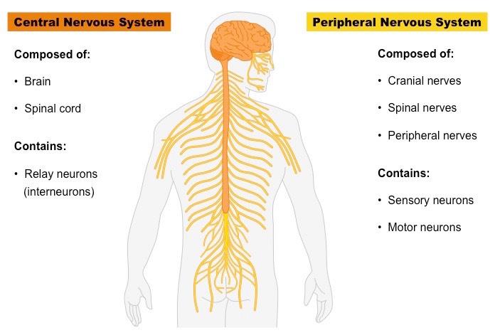 NCERT Summary: Summary of Biology- 2 UPSC Notes | EduRev