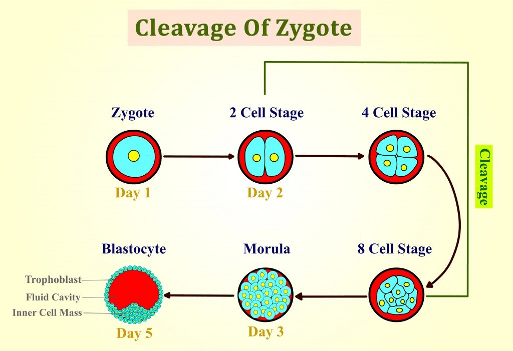Revision Notes: Human Reproduction NEET Notes | EduRev