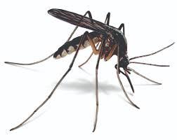 Short Notes- Microorganisms: Friend and Foe Class 8 Notes | EduRev