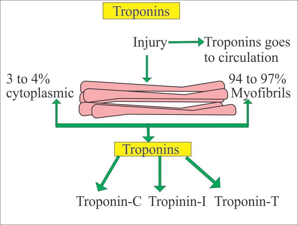 Types of Muscles and Muscle Fibre NEET Notes | EduRev