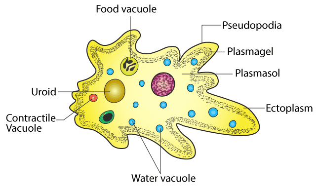 Kingdom Protista : Characteristics NEET Notes | EduRev