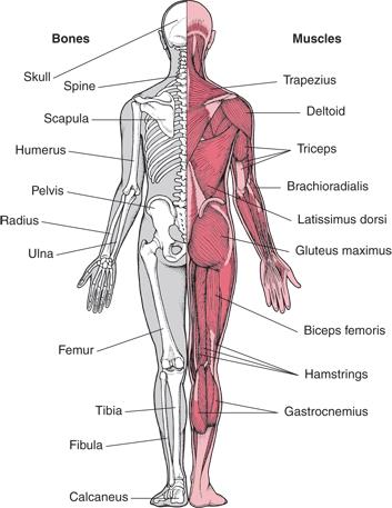 NCERT Summary: Summary of Biology- 2 UPSC Notes | EduRev