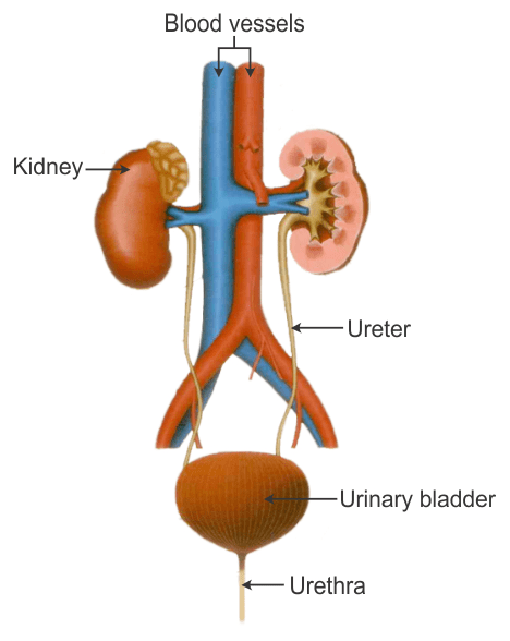Excretory System of Human Beings