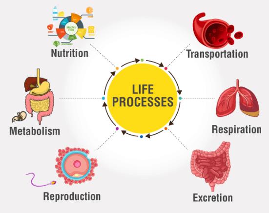 life-processes-class-10-notes-edurev