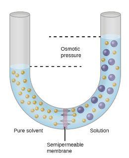 pressure osmotic osmosis edurev notes class