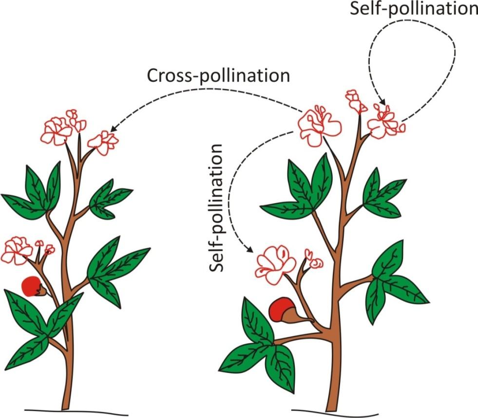 Pollination NEET Notes | EduRev