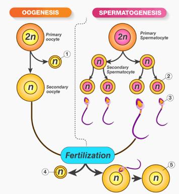 Puberty - Human Reproduction NEET Notes | EduRev