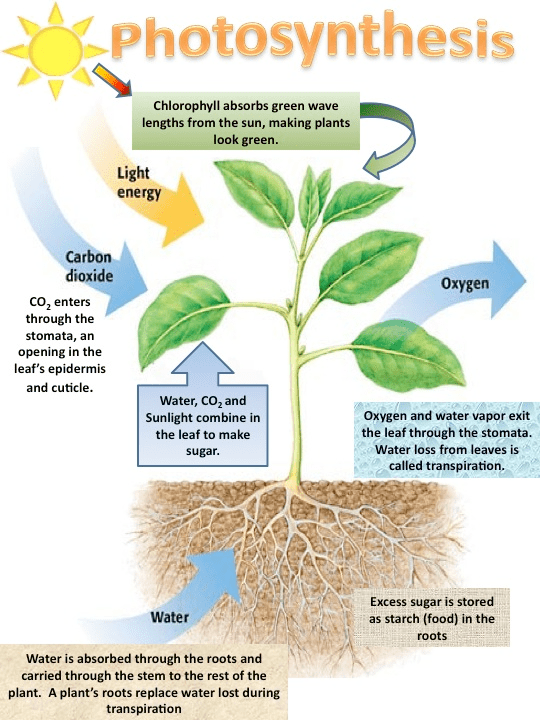 Different types of Life Processes and Nutrition Class 10 Notes | EduRev