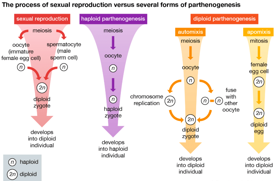 Parthenogenesis Neet Notes Edurev 7845