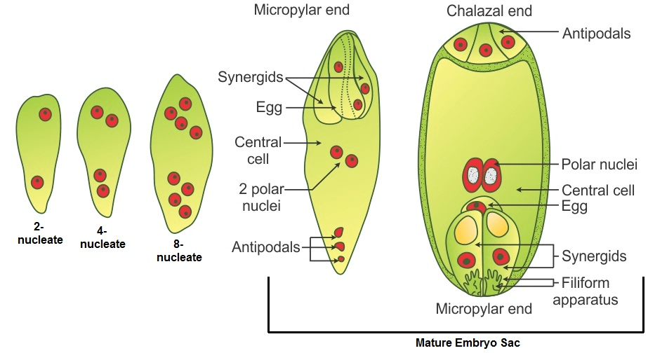 Megasporogenesis and Female Gamete Formation NEET Notes | EduRev