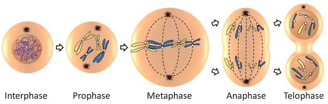 NCERT Summary: Gist of Biology - 1 Notes | EduRev