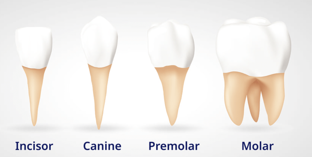 Mouth, Buccal Cavity and Tongue NEET Notes | EduRev