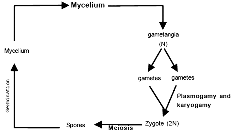 Kingdom Fungi NEET Notes | EduRev