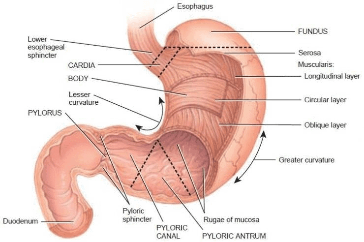 Stomach, Gastric Glands and Intestines NEET Notes | EduRev