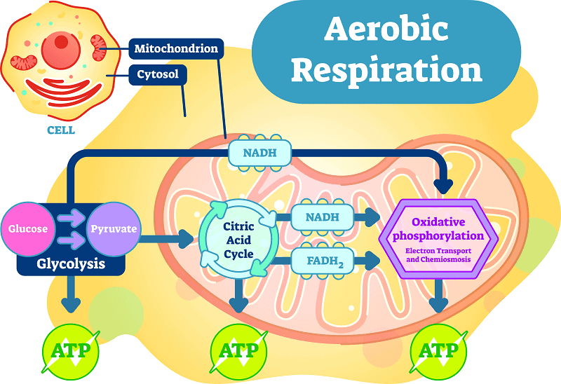 What Is Respiration Class 10 Notes