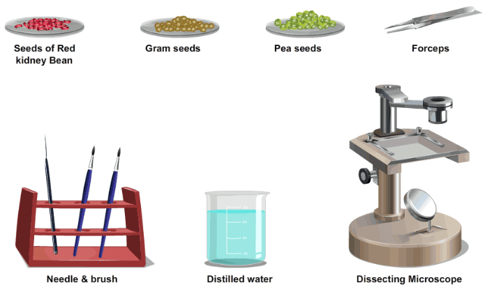 Theory & Procedure, Embryo of Dicot Seeds Class 10 Notes | EduRev