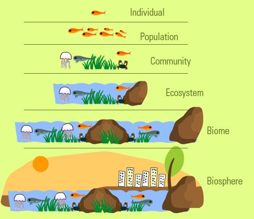 Shankar IAS: Summary Of Ecology UPSC Notes | EduRev