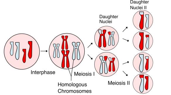 NCERT Summary: Gist of Biology - 1 Notes | EduRev