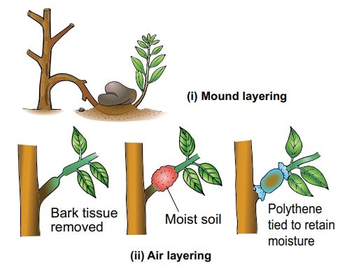 Asexual Reproduction in Plants NEET Notes | EduRev