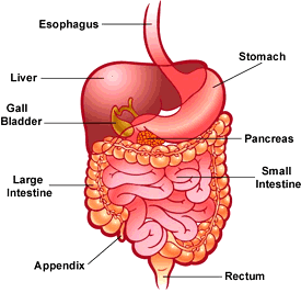 Important Notes for NEET: Digestion & Absorption Notes | EduRev