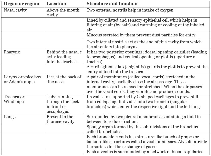 Respiration in Humans and Plants Class 10 Notes | EduRev