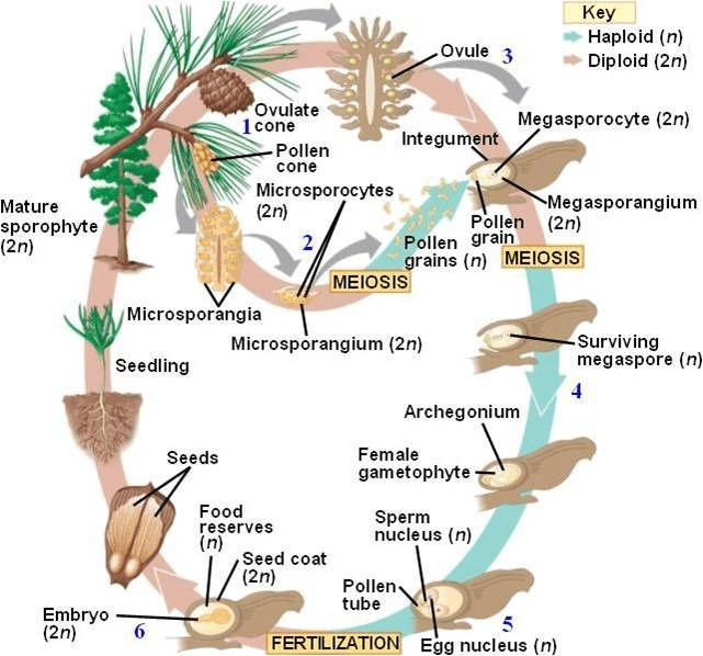 Gymnosperms NEET Notes EduRev