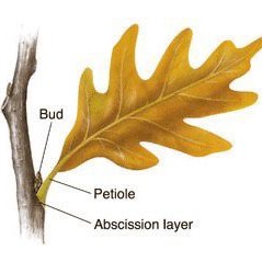 Abscisic Acid NEET Notes | EduRev