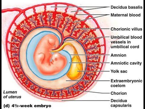 Fig: The placental villi embryology