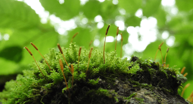 Revision Notes - Plant Kingdom NEET Notes | EduRev