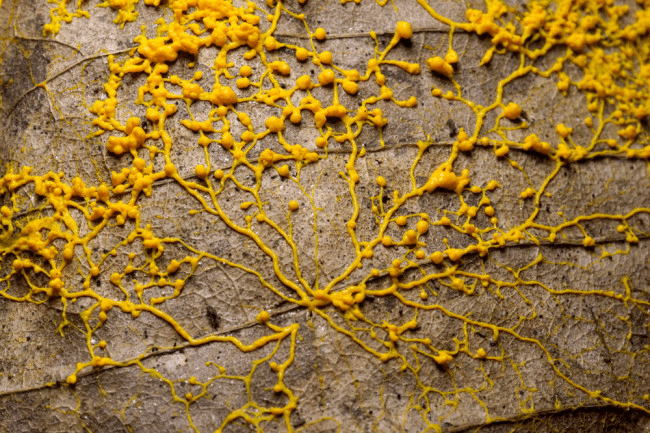 Kingdom Protista : Characteristics NEET Notes | EduRev