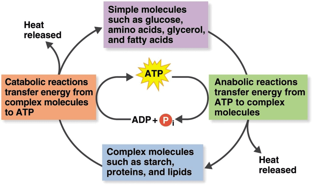 Different types of Life Processes and Nutrition Class 10 Notes | EduRev