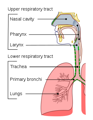 Respiration in Humans and Plants Class 10 Notes | EduRev
