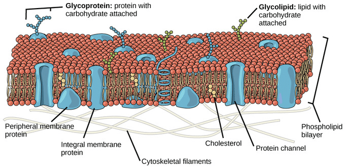 Fluid Mosaic Structure of the Plasma Membrane