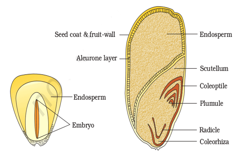 seed-neet-notes-edurev