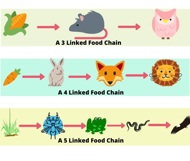 Shankar IAS: Summary of Functions of An Ecosystem UPSC Notes Biology Diagrams