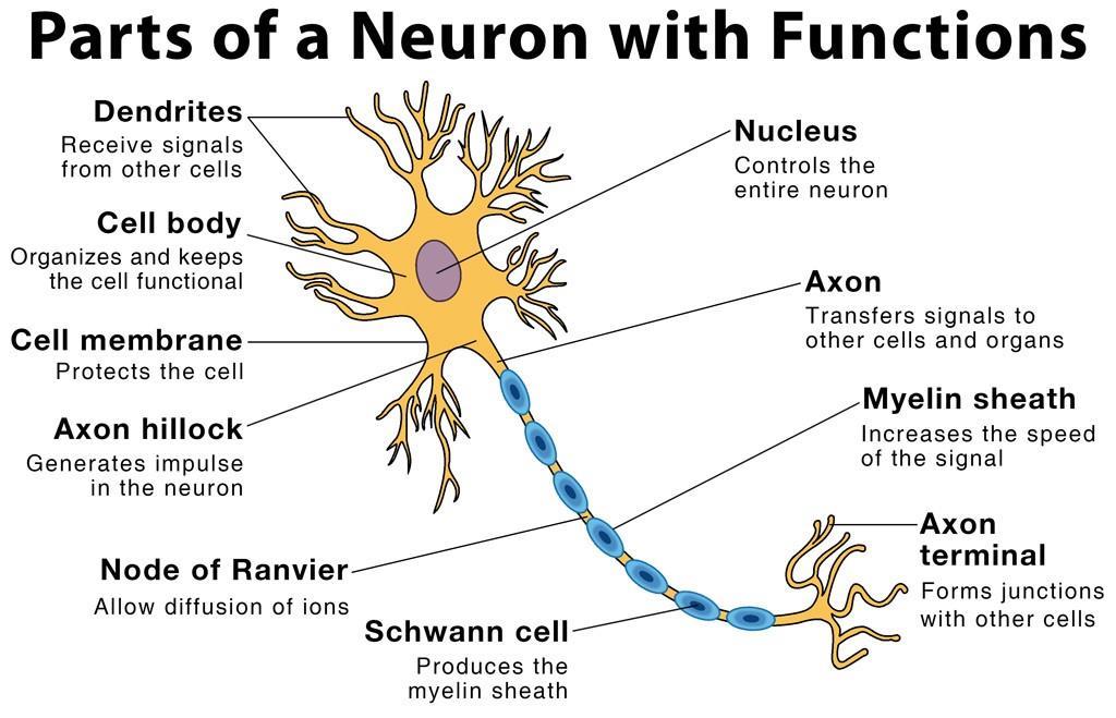 NCERT Summary: Summary of Biology- 2 UPSC Notes | EduRev